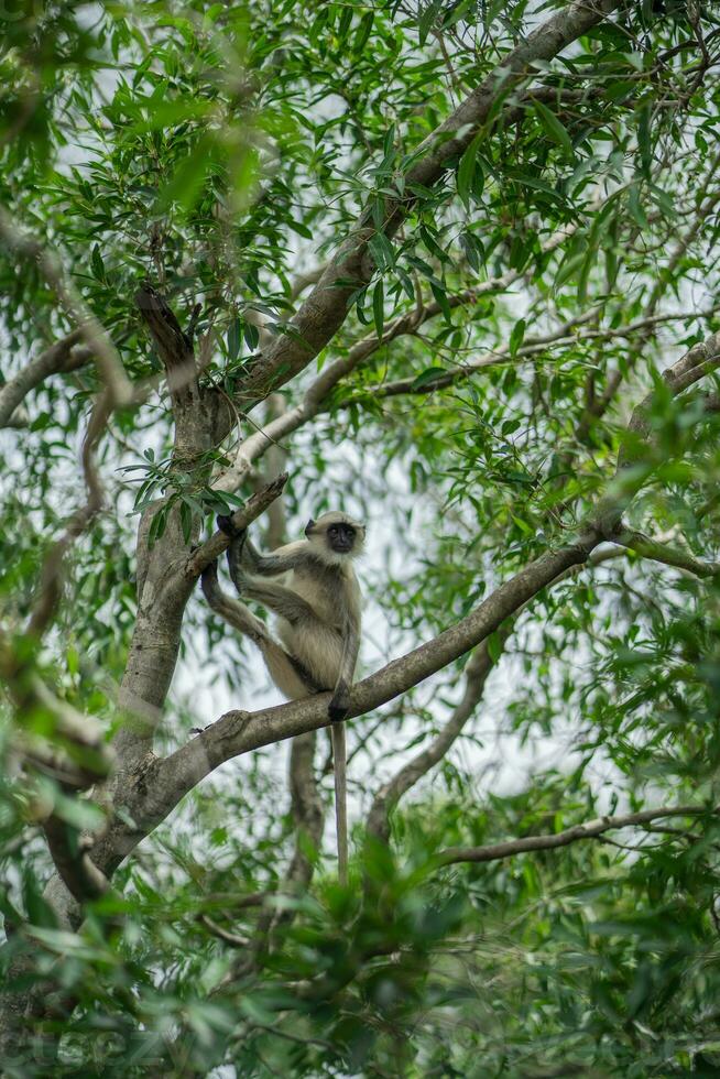 A monkey is sitting on a tree photo