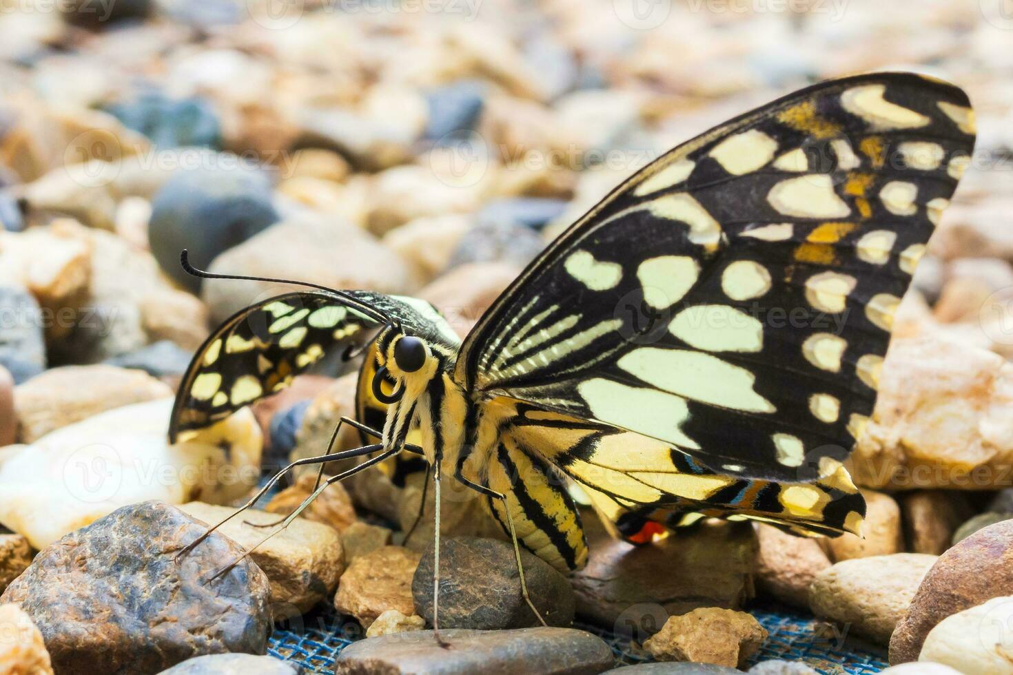 Close up of yellow butterfly photo