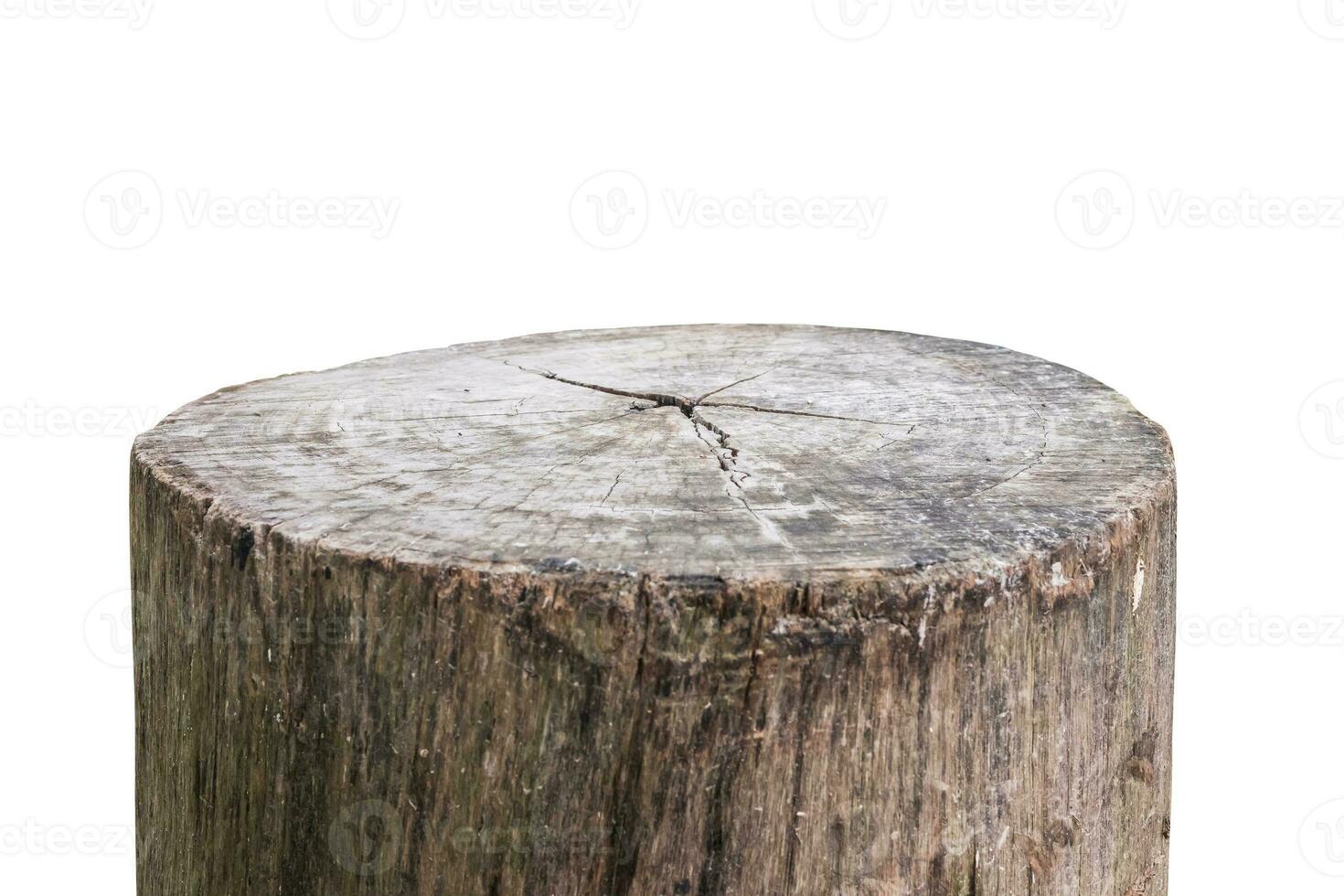 tree stump isolated on white background photo