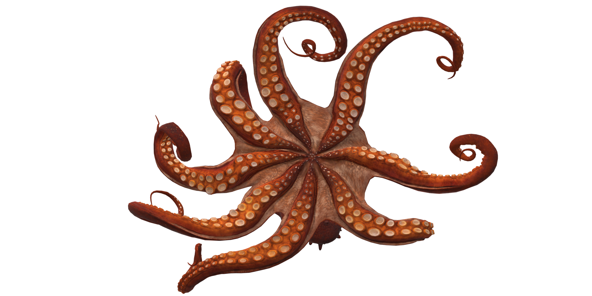 Octopus isolated on a Transparent Background png