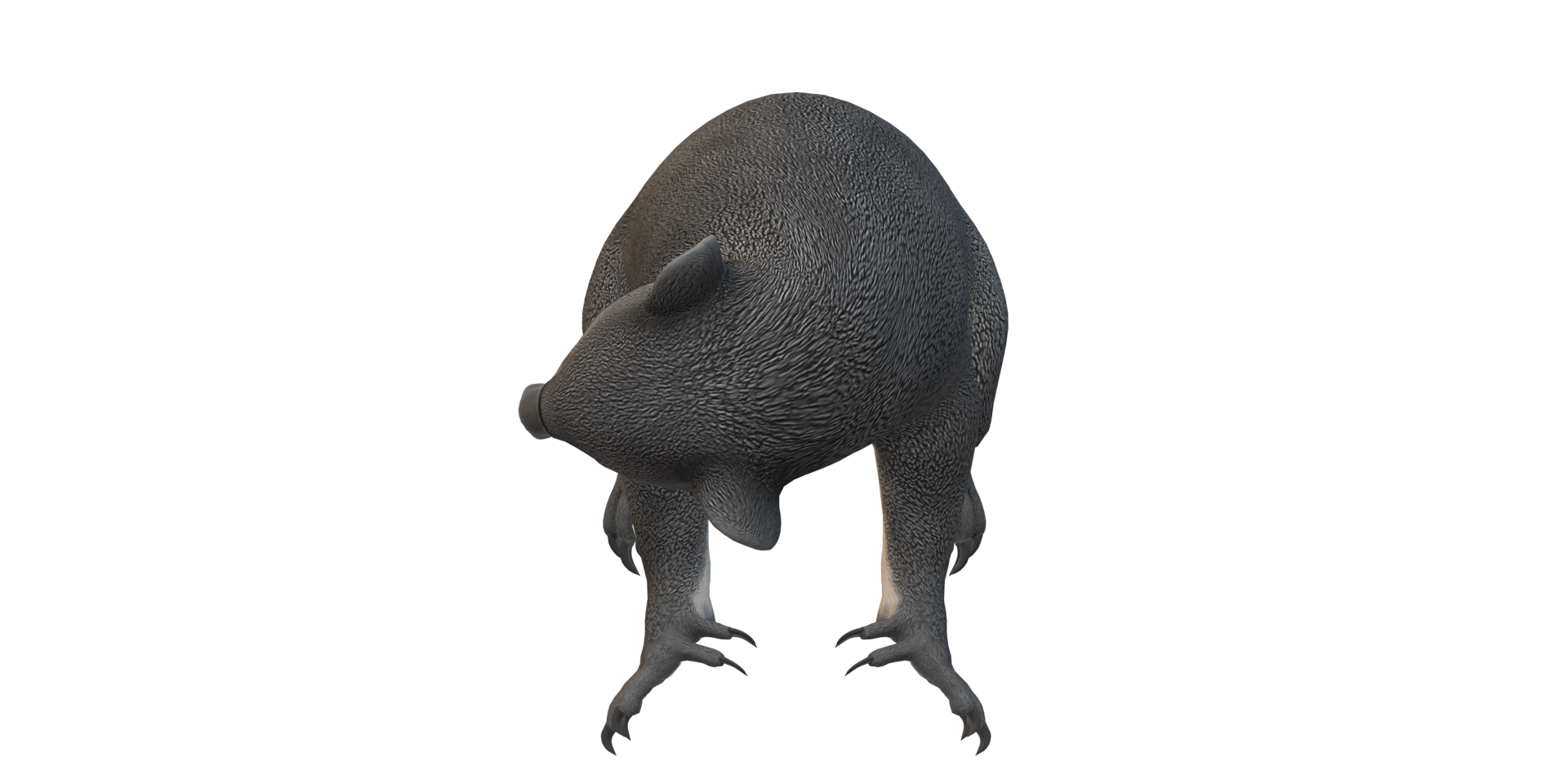 Koala Bear isolated on a Transparent Background png