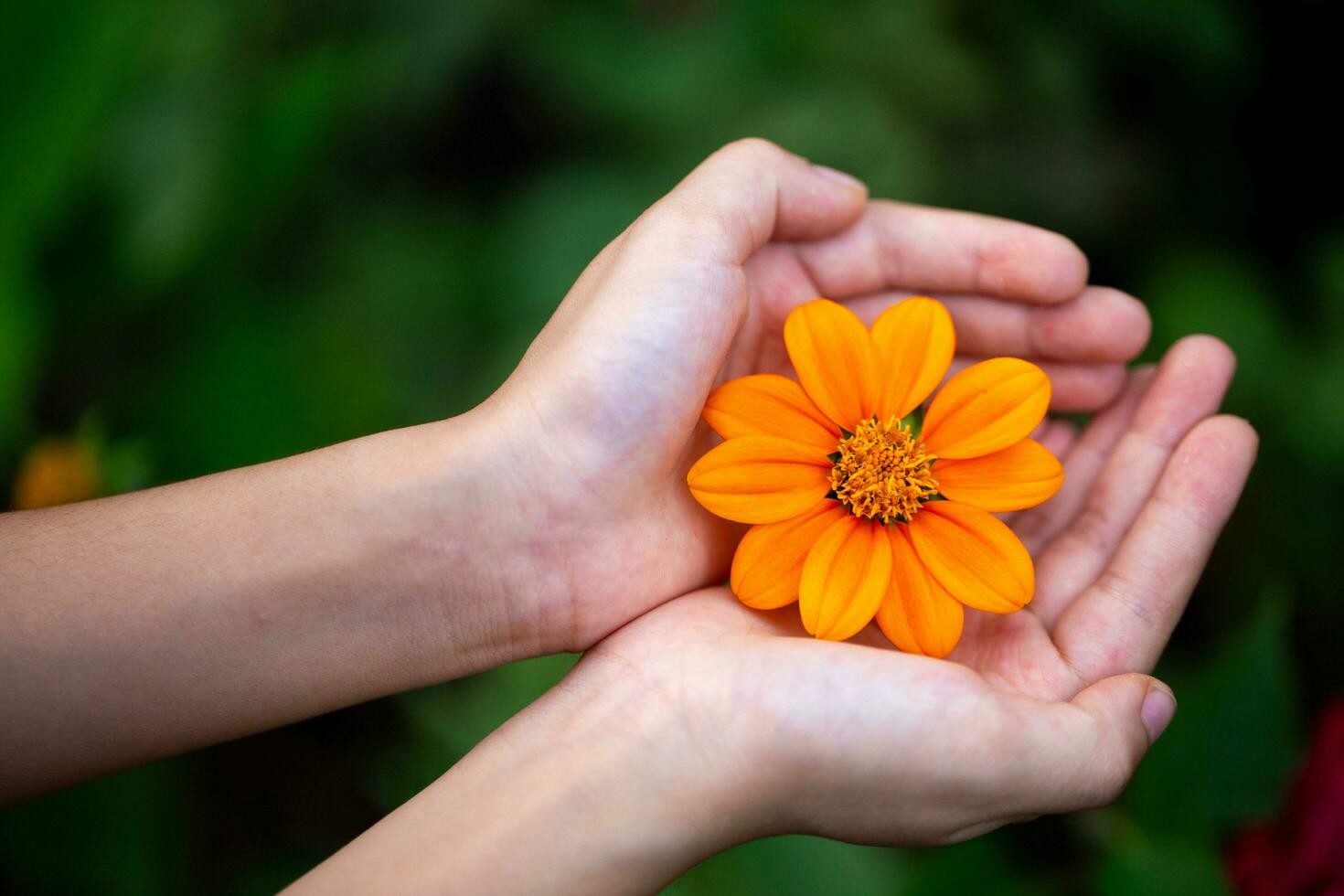 two hands holding flower to give flowers of love, friendship, hope, goodness, sincerity photo