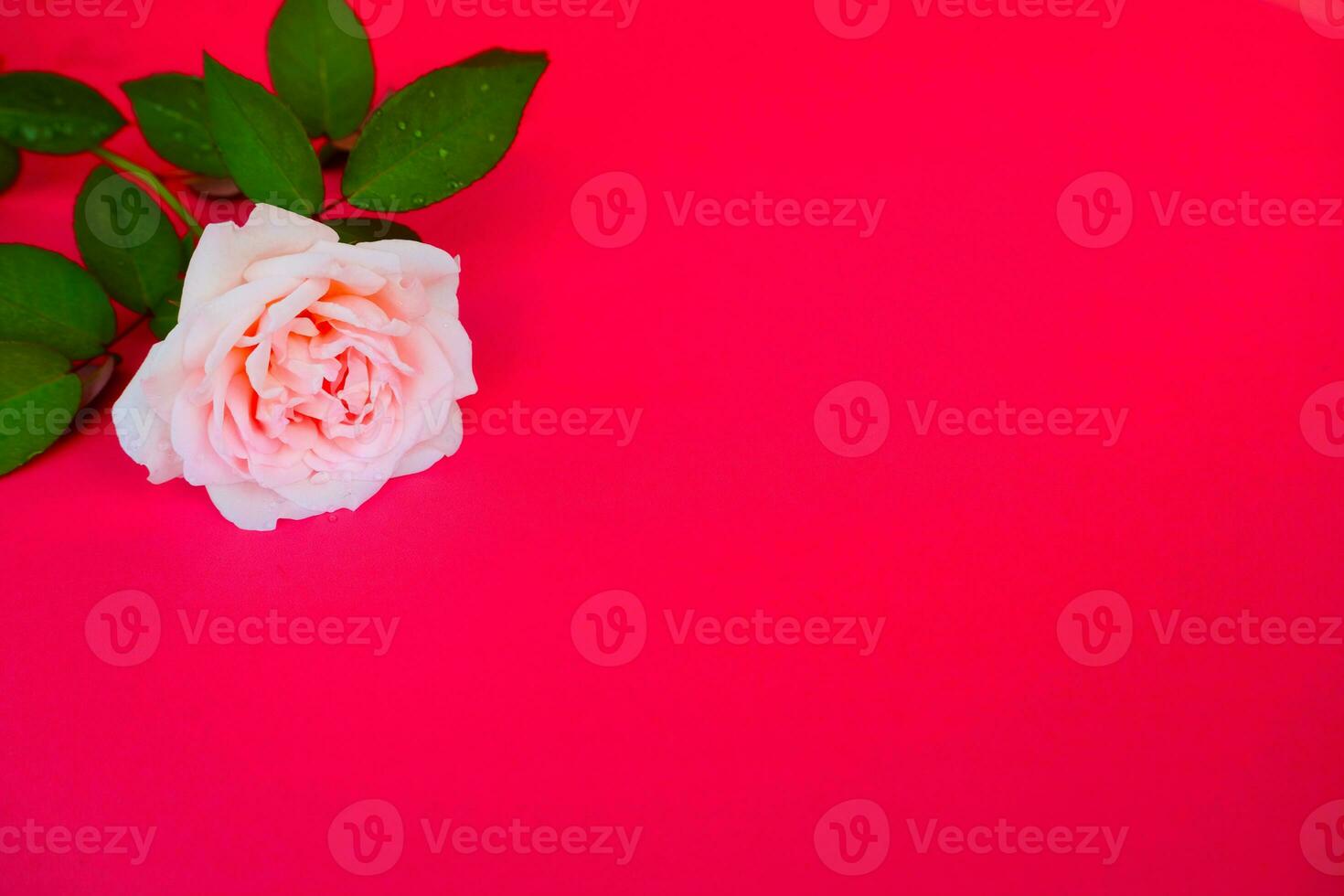 White Rose on Pink Background photo