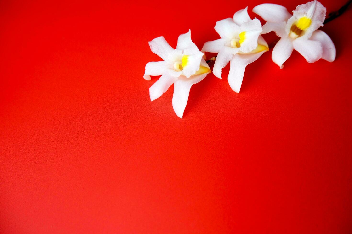 White Flowers on Red Background photo