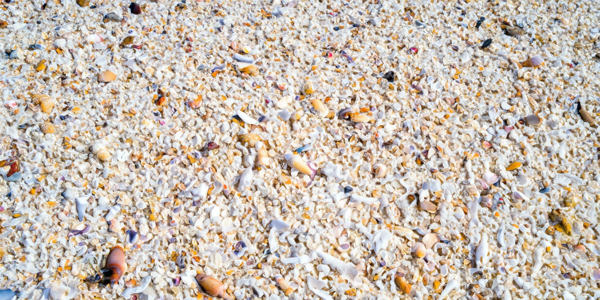 A bird eye view of the sand beach background with shells and starfish scattered on the left and right sides of the picture photo