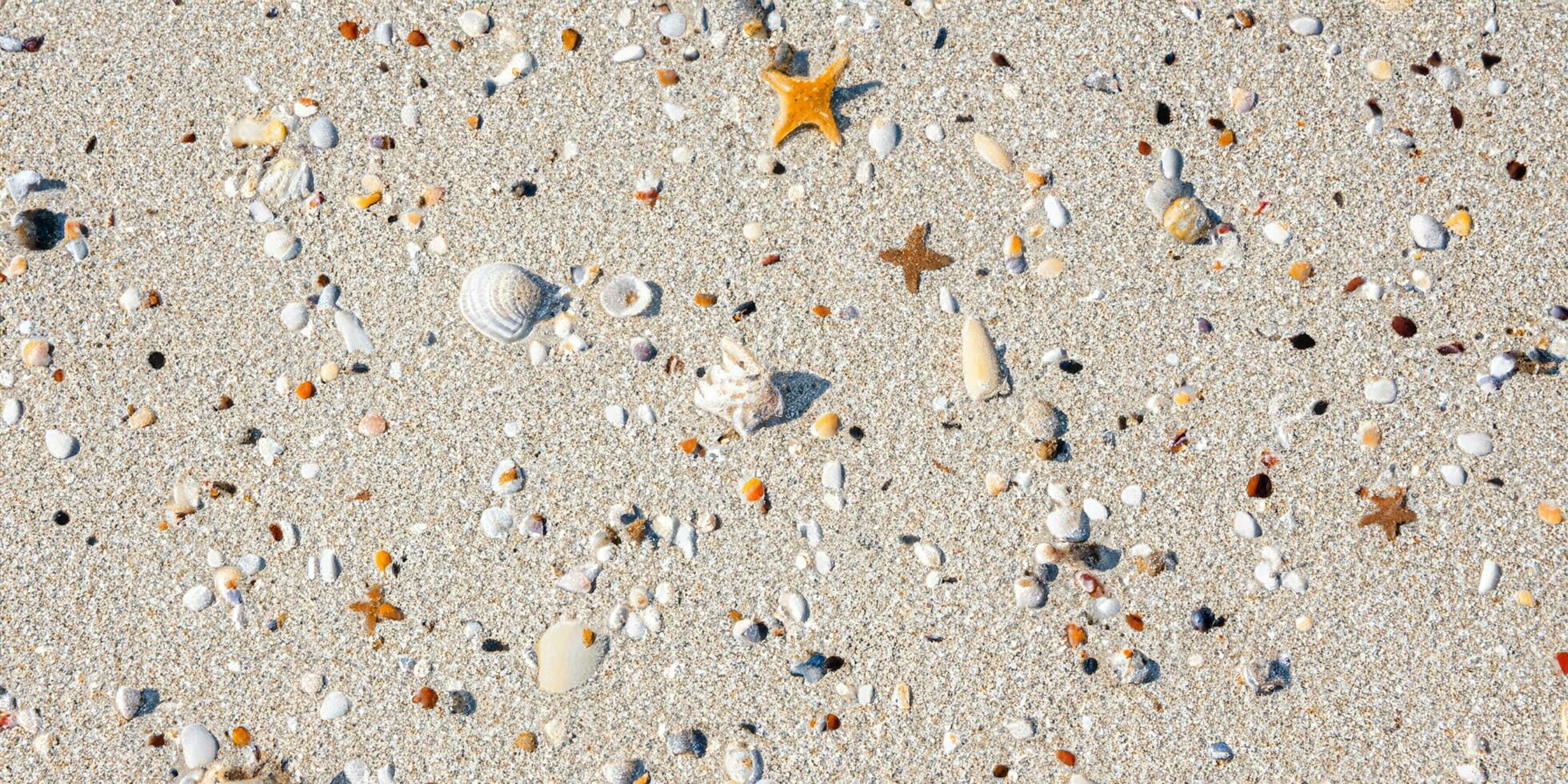 A bird eye view of the sand beach background with shells and starfish scattered on the left and right sides of the picture photo