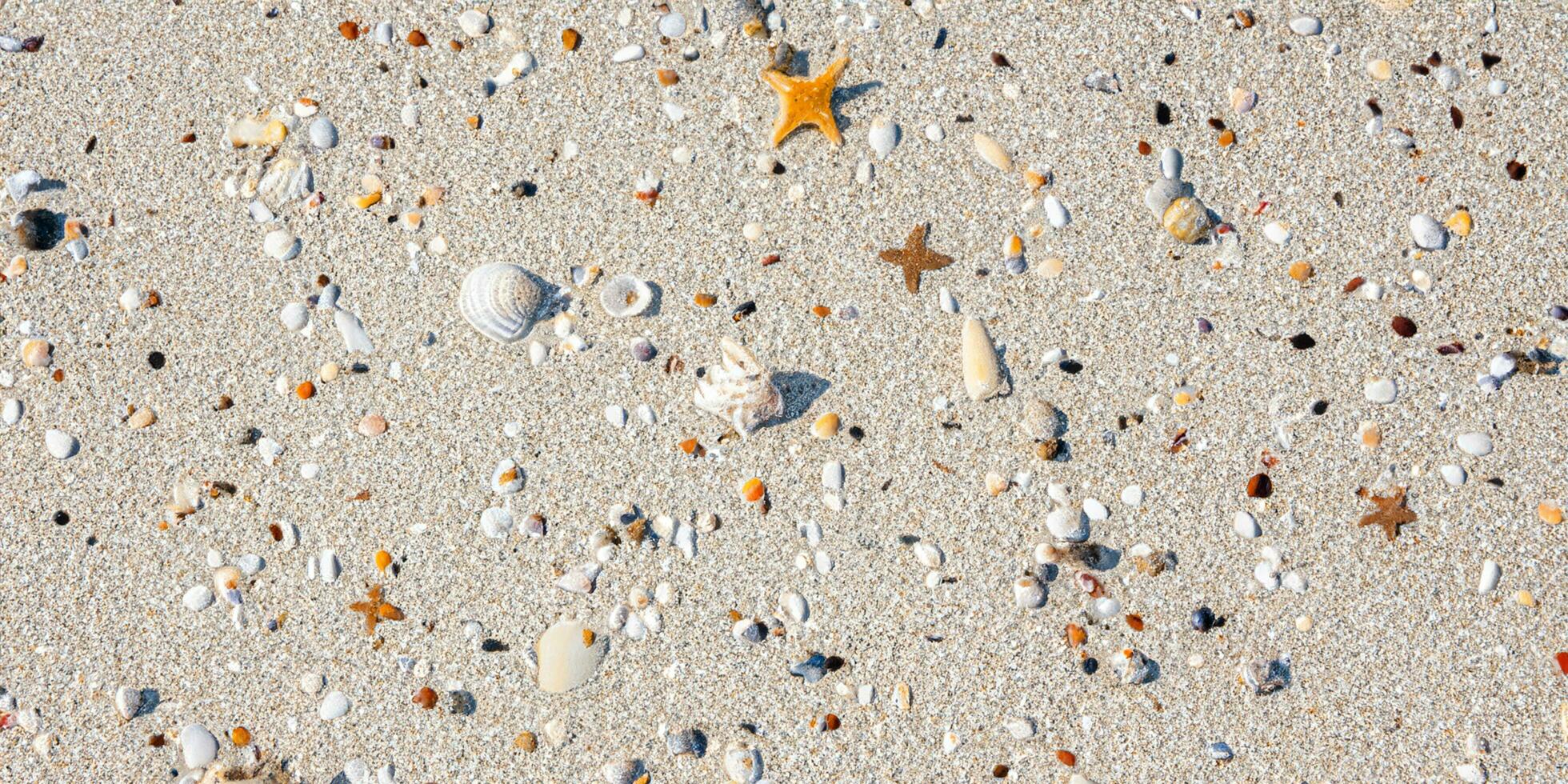 un pájaro ojo ver de el arena playa antecedentes con conchas y estrella de mar dispersado en el izquierda y Derecha lados de el imagen foto