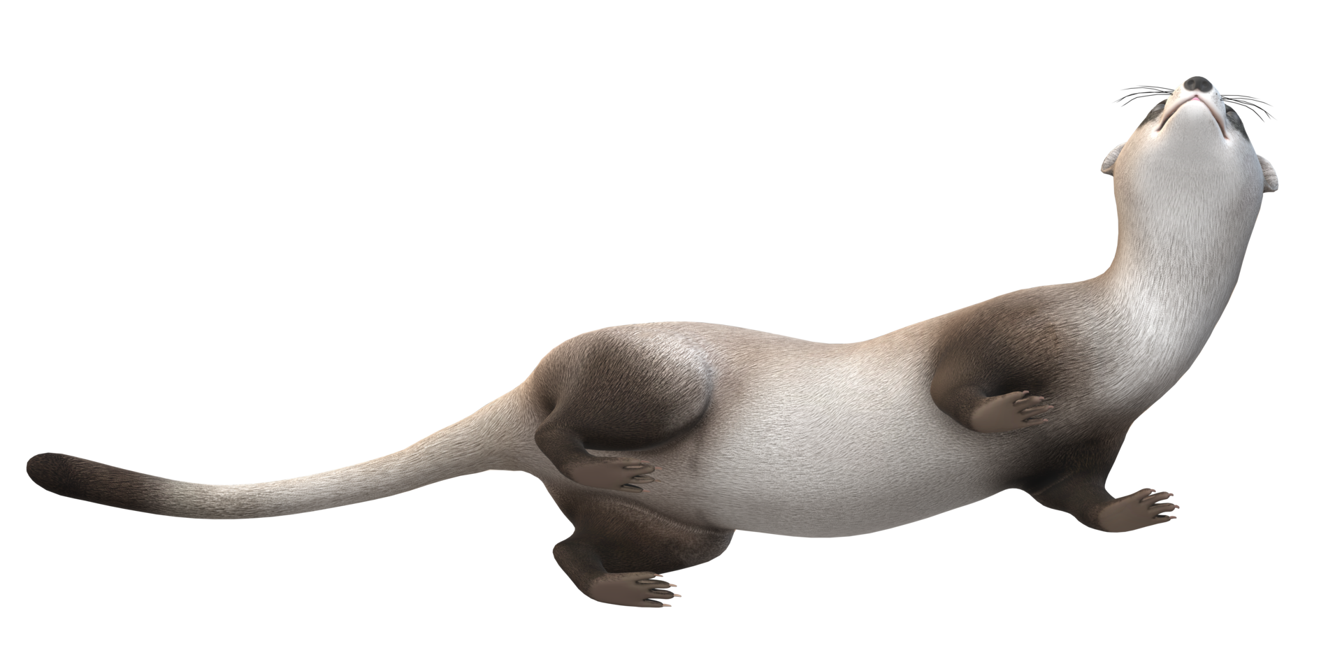 Weasel isolated on a Transparent Background png