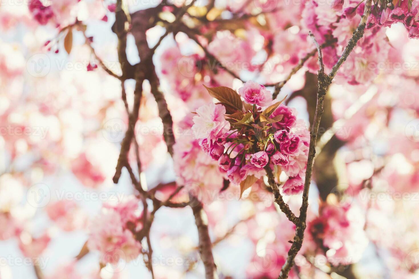 Blooming sakura tree branch, abstract spring background photo