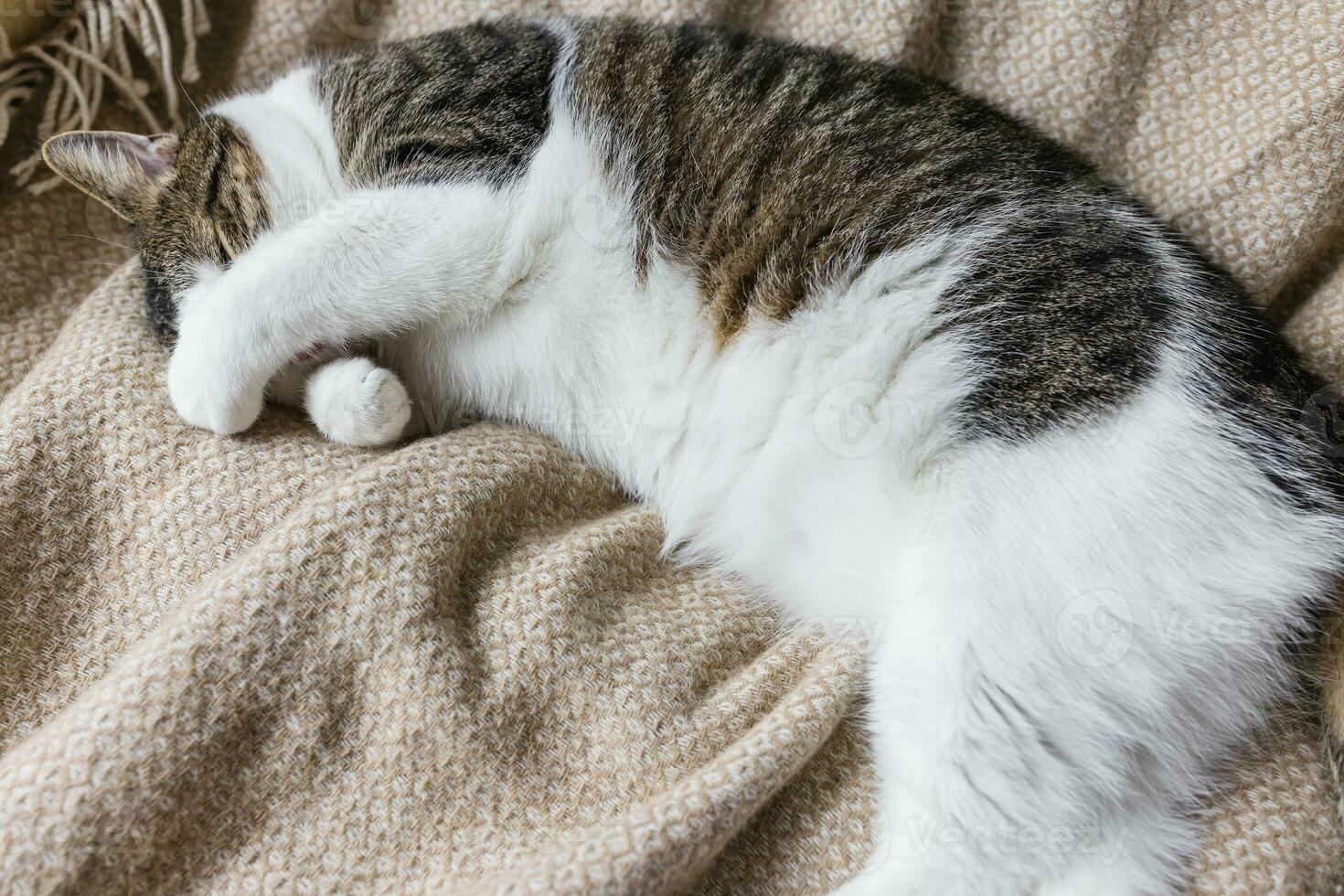Cute young domestic cat sleeps on soft cozy throw on bed, covering eyes and nose with paw. Close up, selective focus, copy space photo