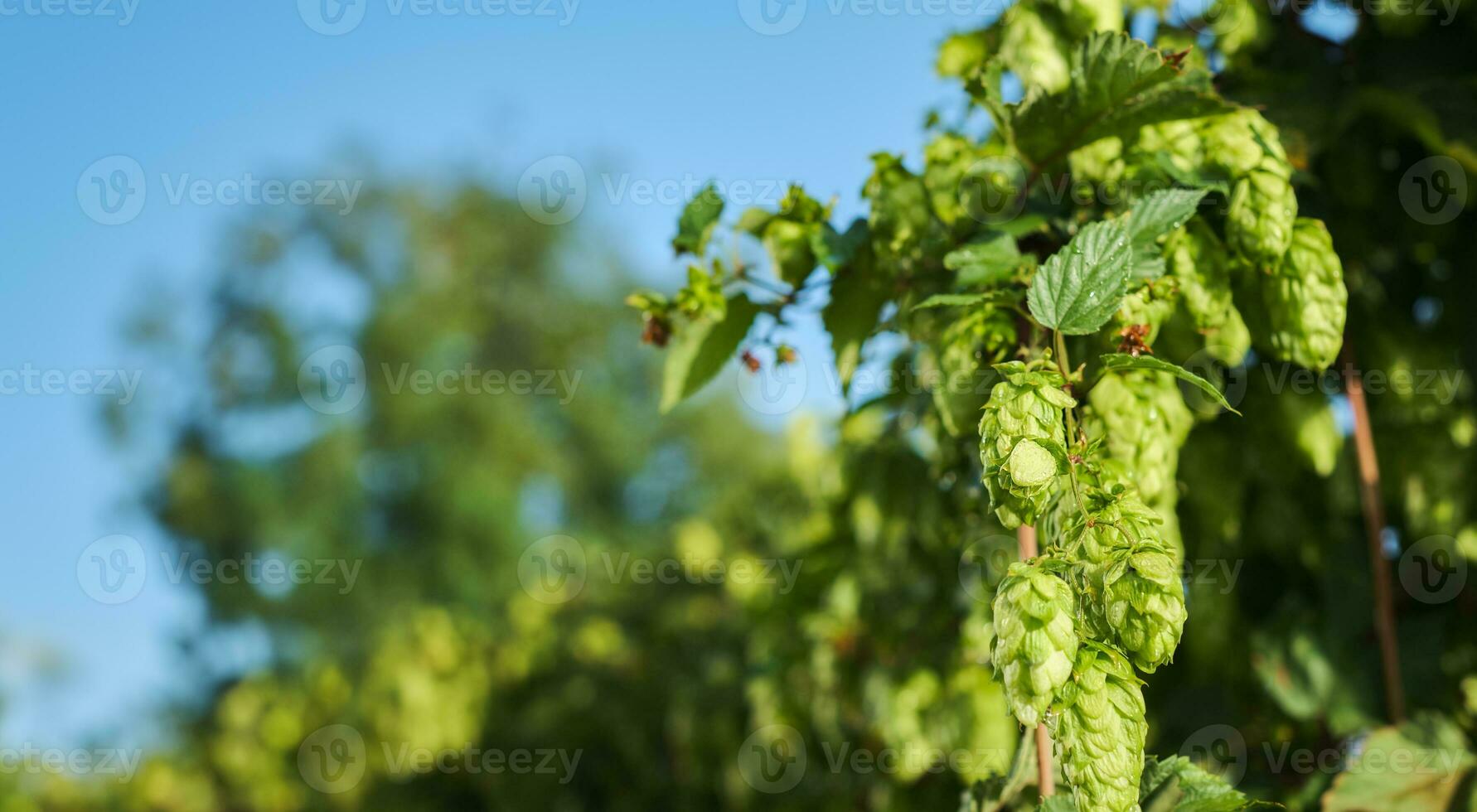 Wild hop harvest, branch with mature cones close-up with copy space photo