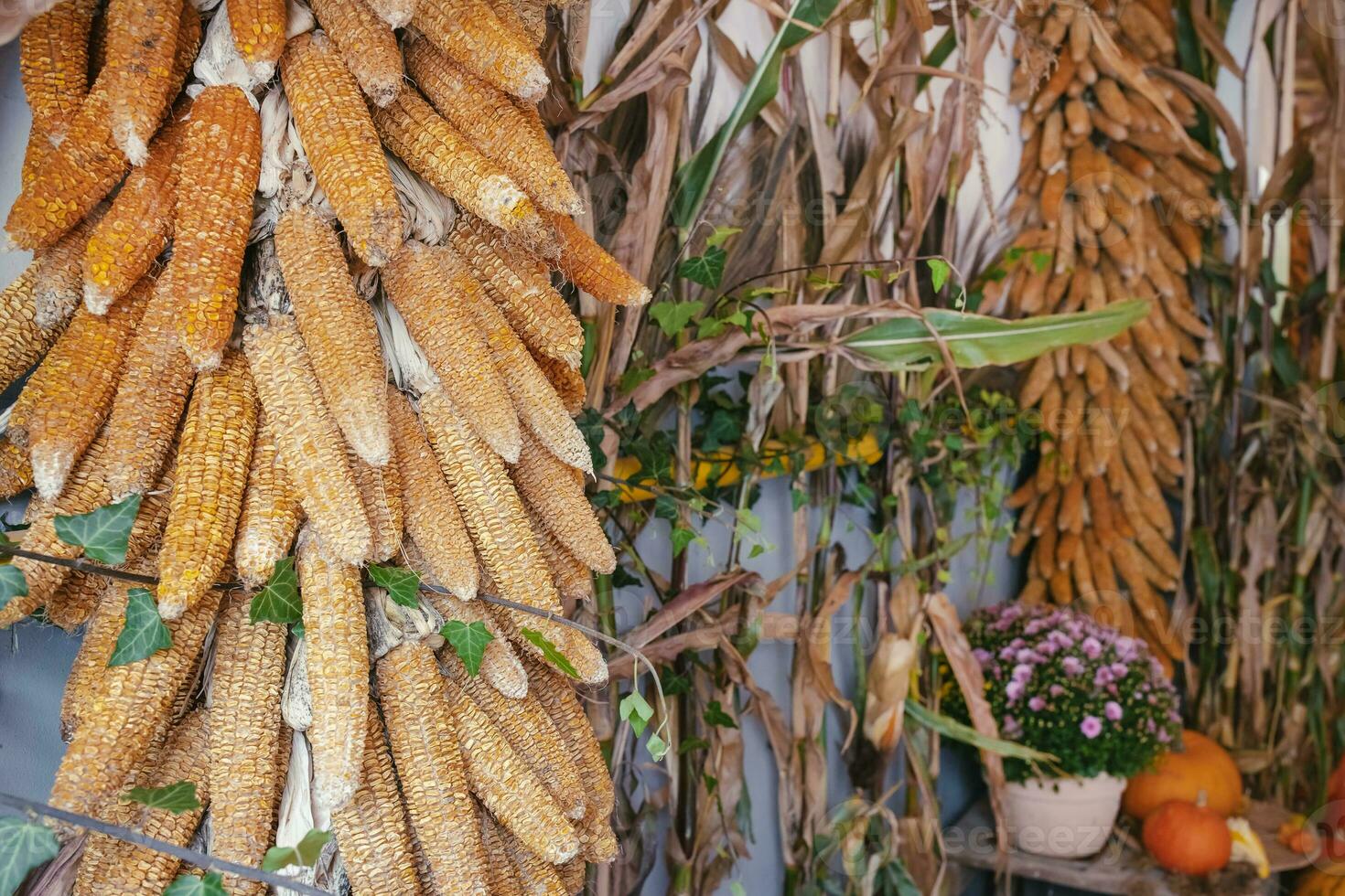 Dry corn, pumpkins and autumn flowers decoration photo