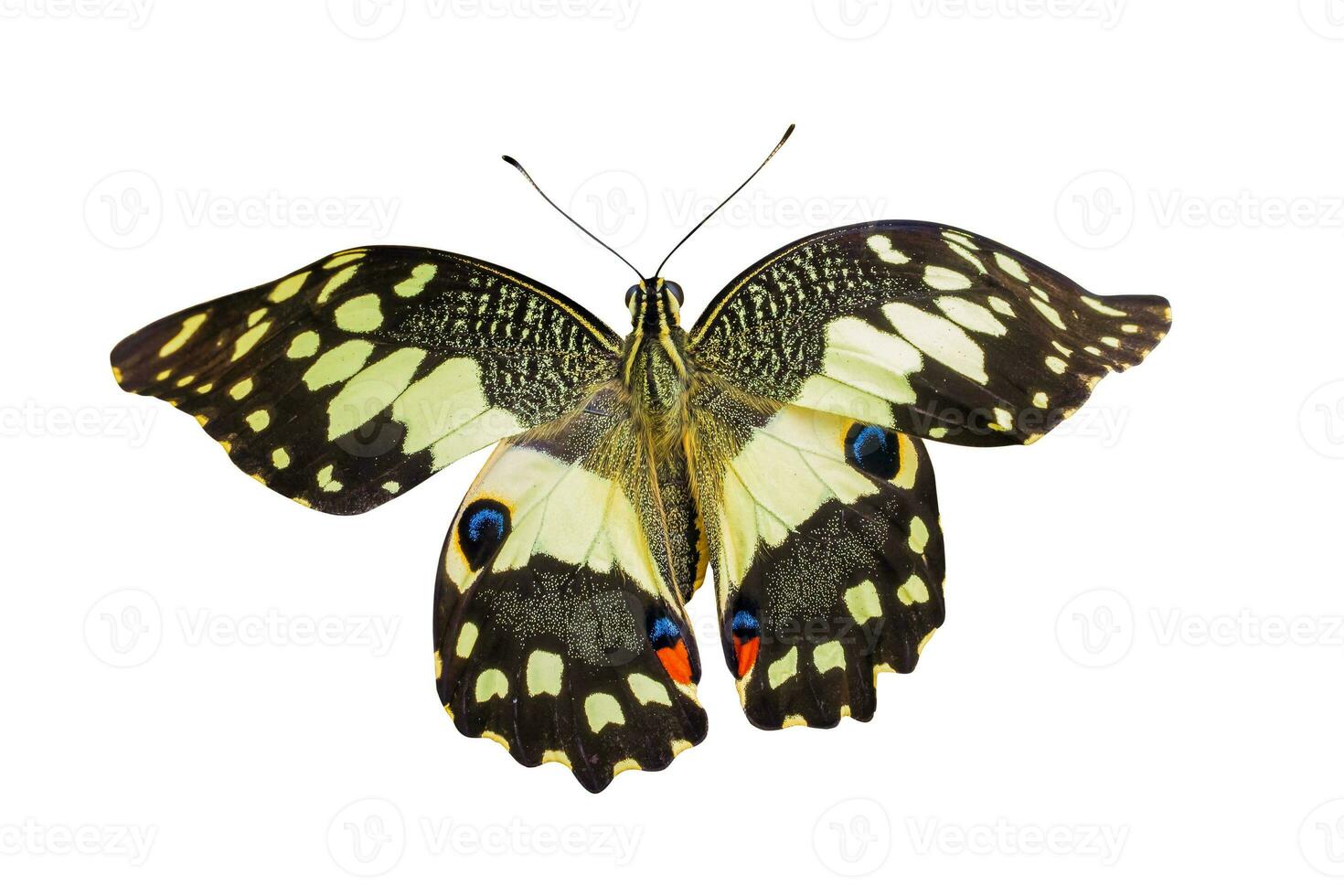 Yellow butterfly isolated on white background photo