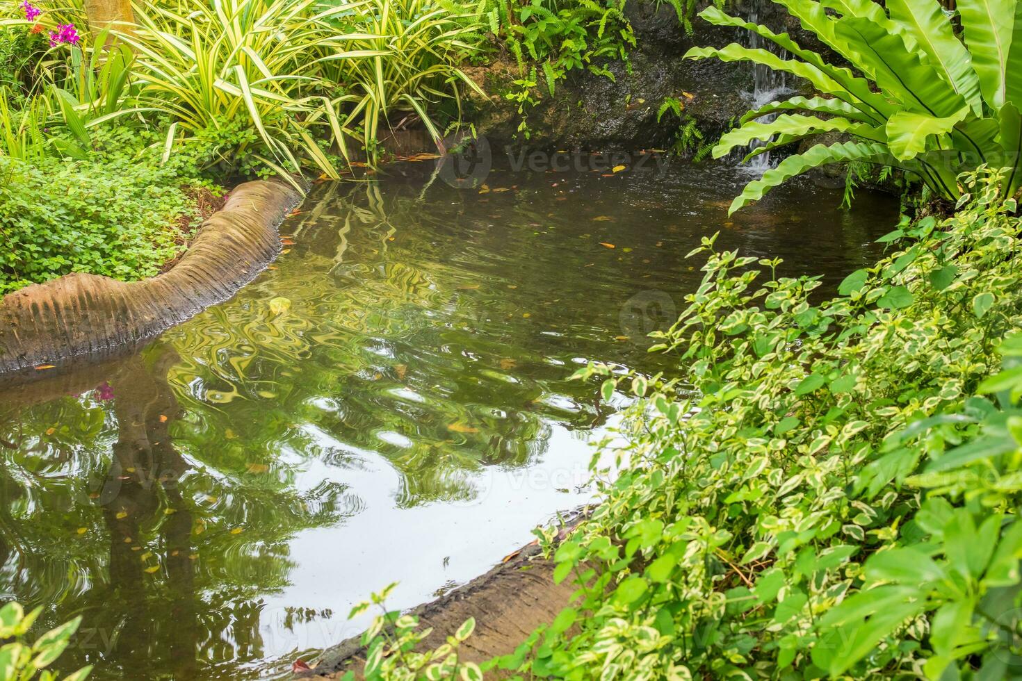 Beautiful tropical garden pond photo