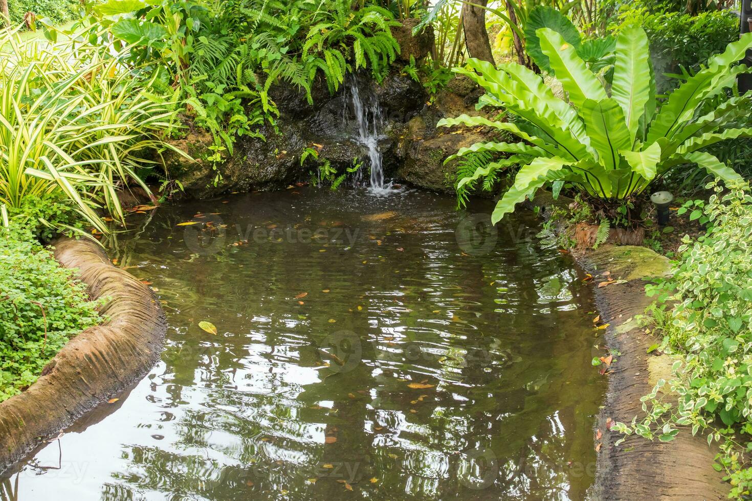 Beautiful tropical garden pond photo