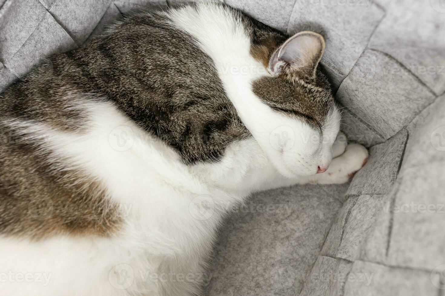 Cute fat domestic cat sleeps in cozy gray felt storage basket, fall or winter time. Close up, selective focus photo