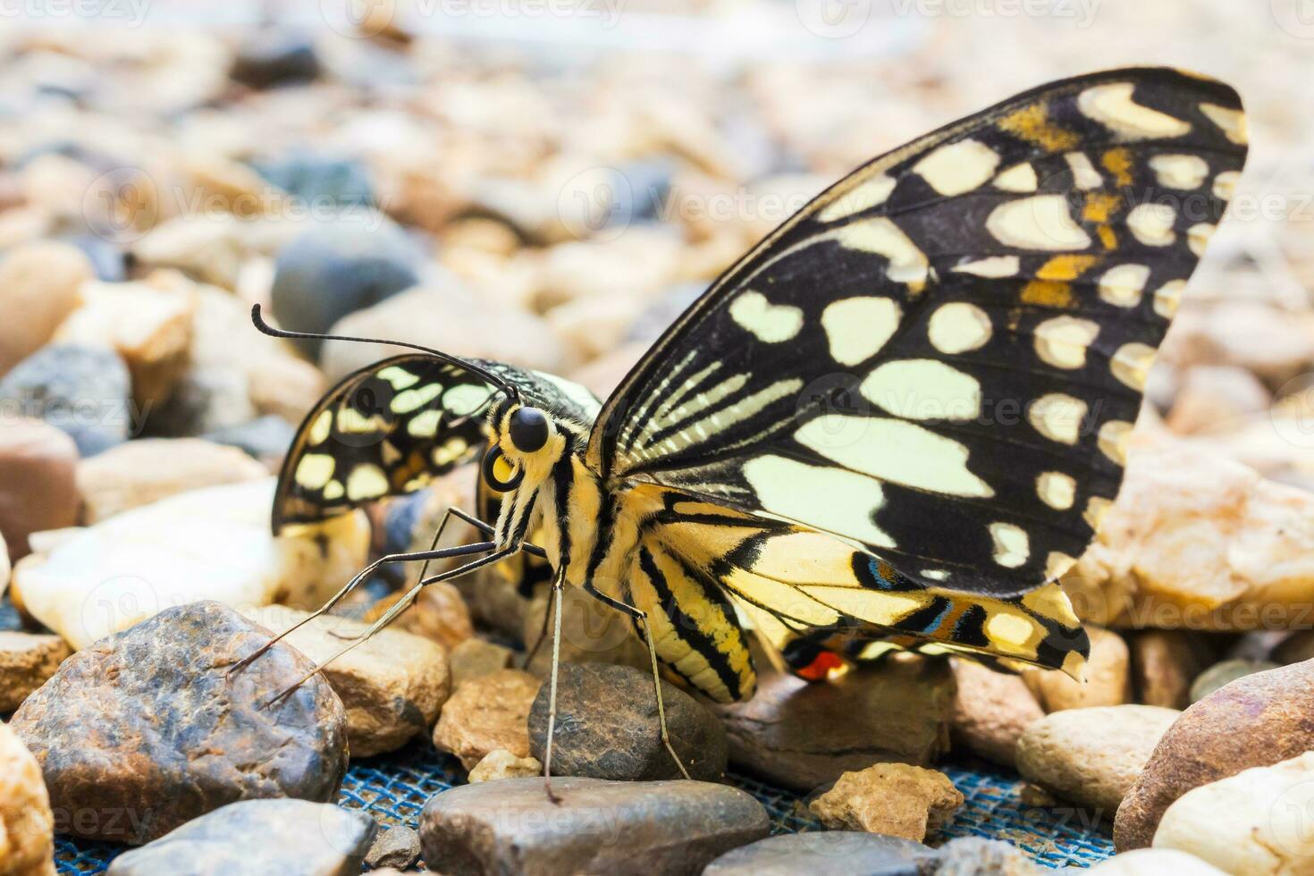 Close up of yellow butterfly photo