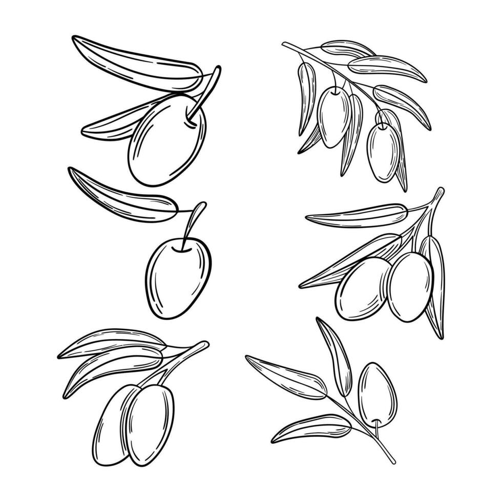Olive fruits bunch vector drawing.
