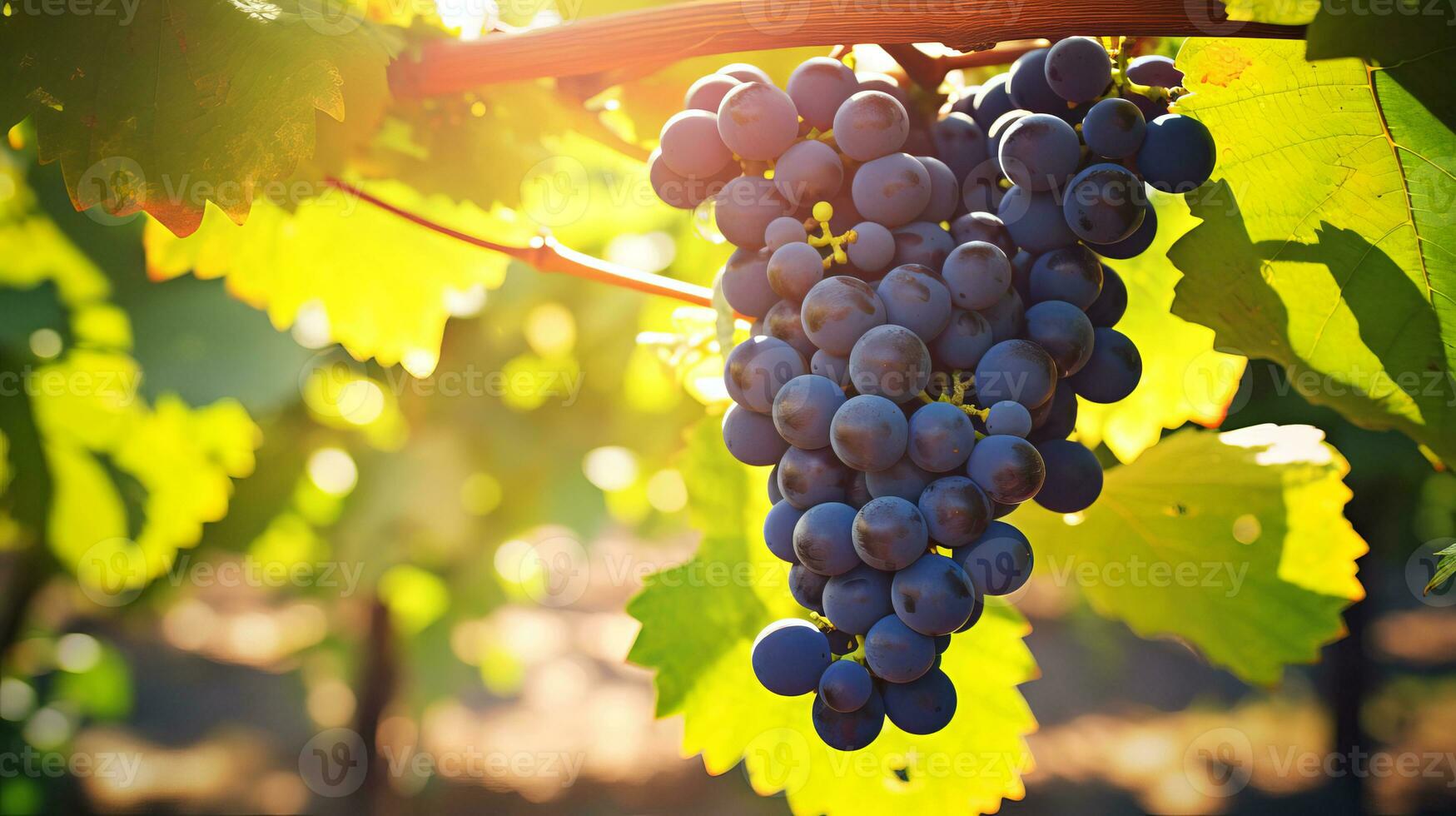 racimos de maduro uvas en un vino en el rayos de el Dom. ai generado. foto