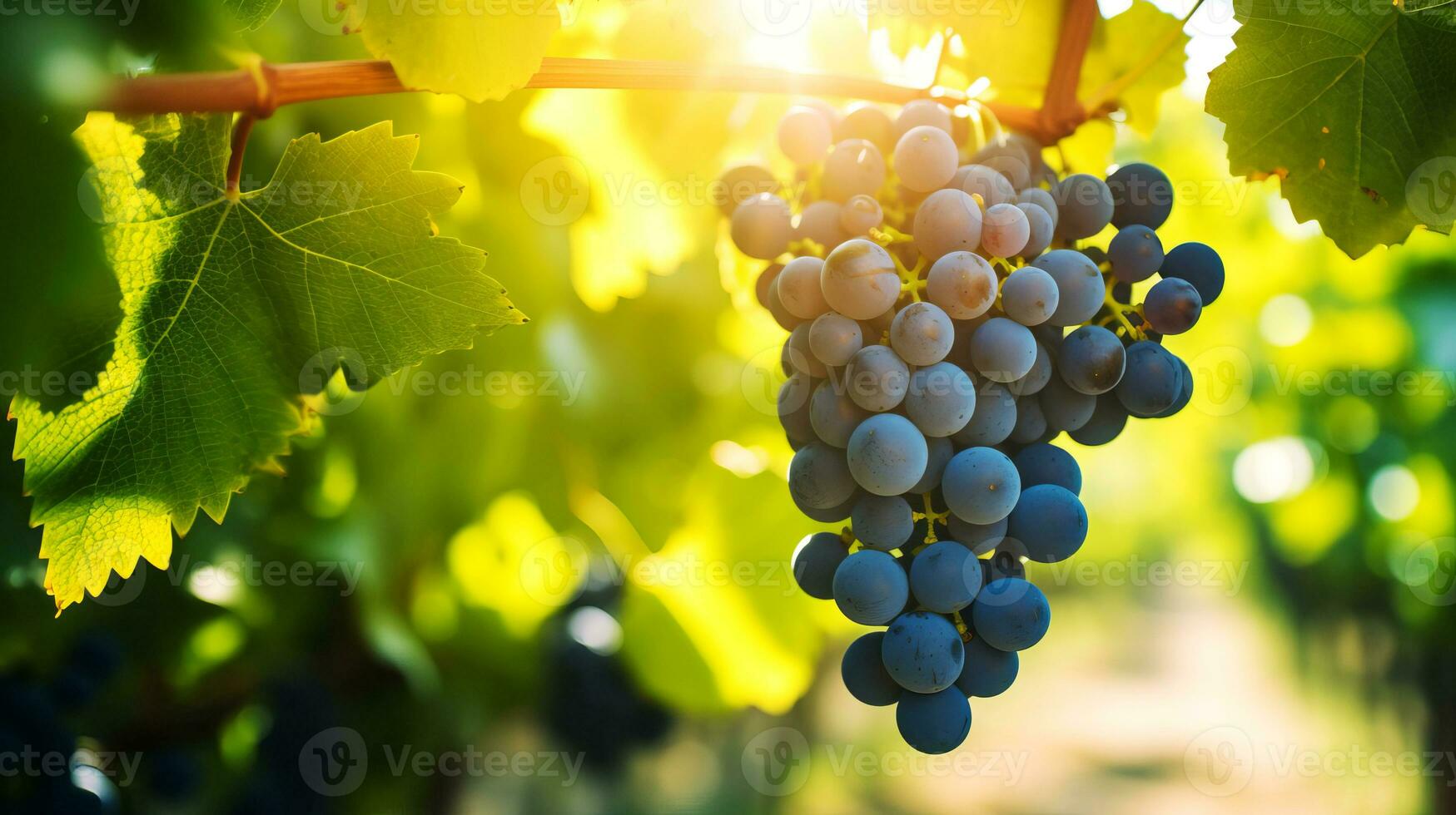 racimos de maduro uvas en un vino en el rayos de el Dom. ai generado. foto