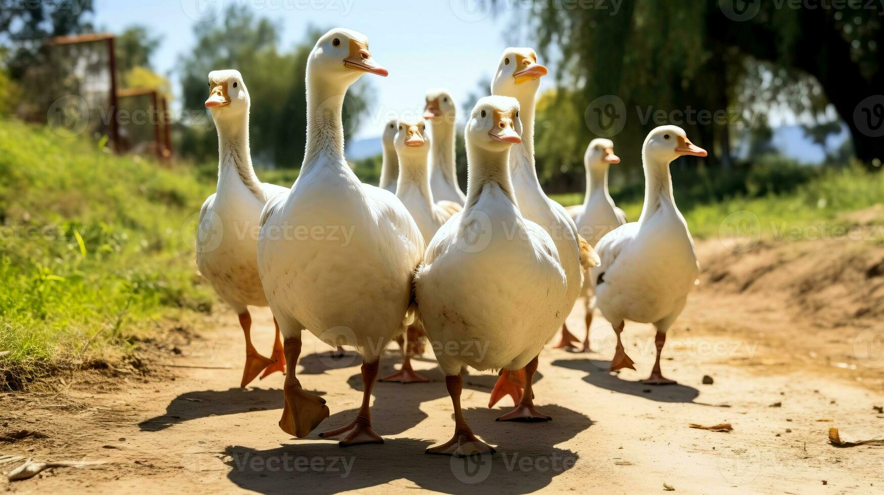 de cerca de Doméstico gansos caminando a lo largo un pueblo calle hacia un estanque. foto