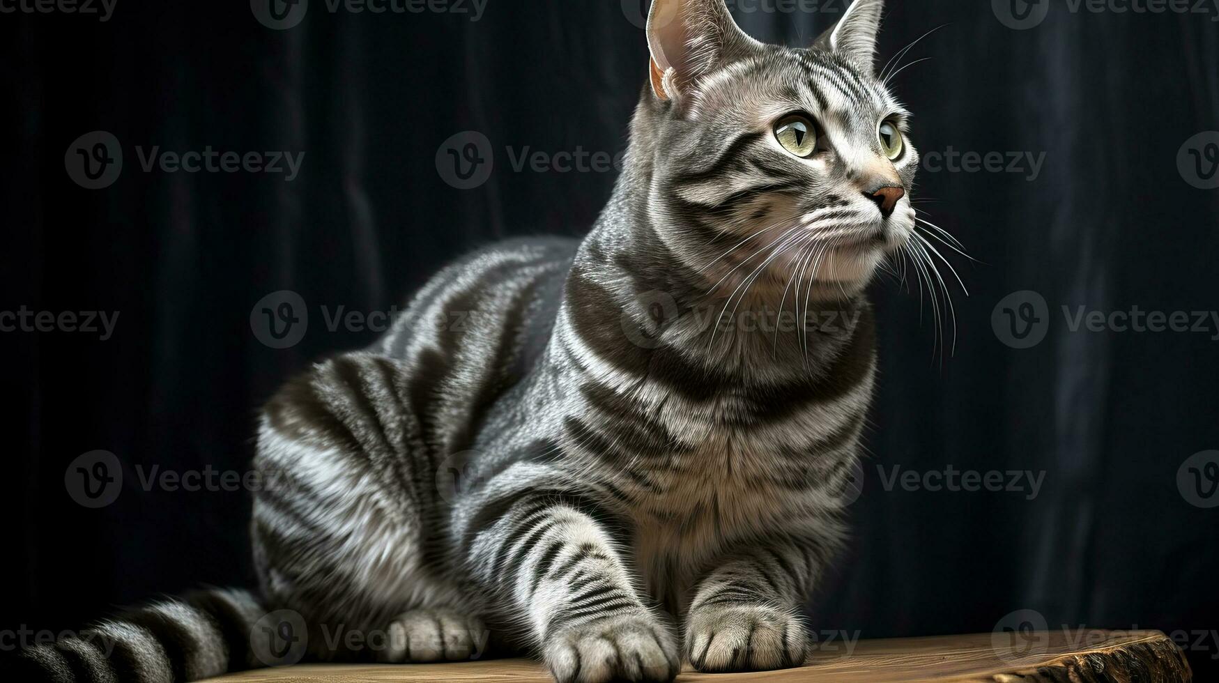 A beautiful adult tabby domestic cat sits on a dark background. AI generated photo