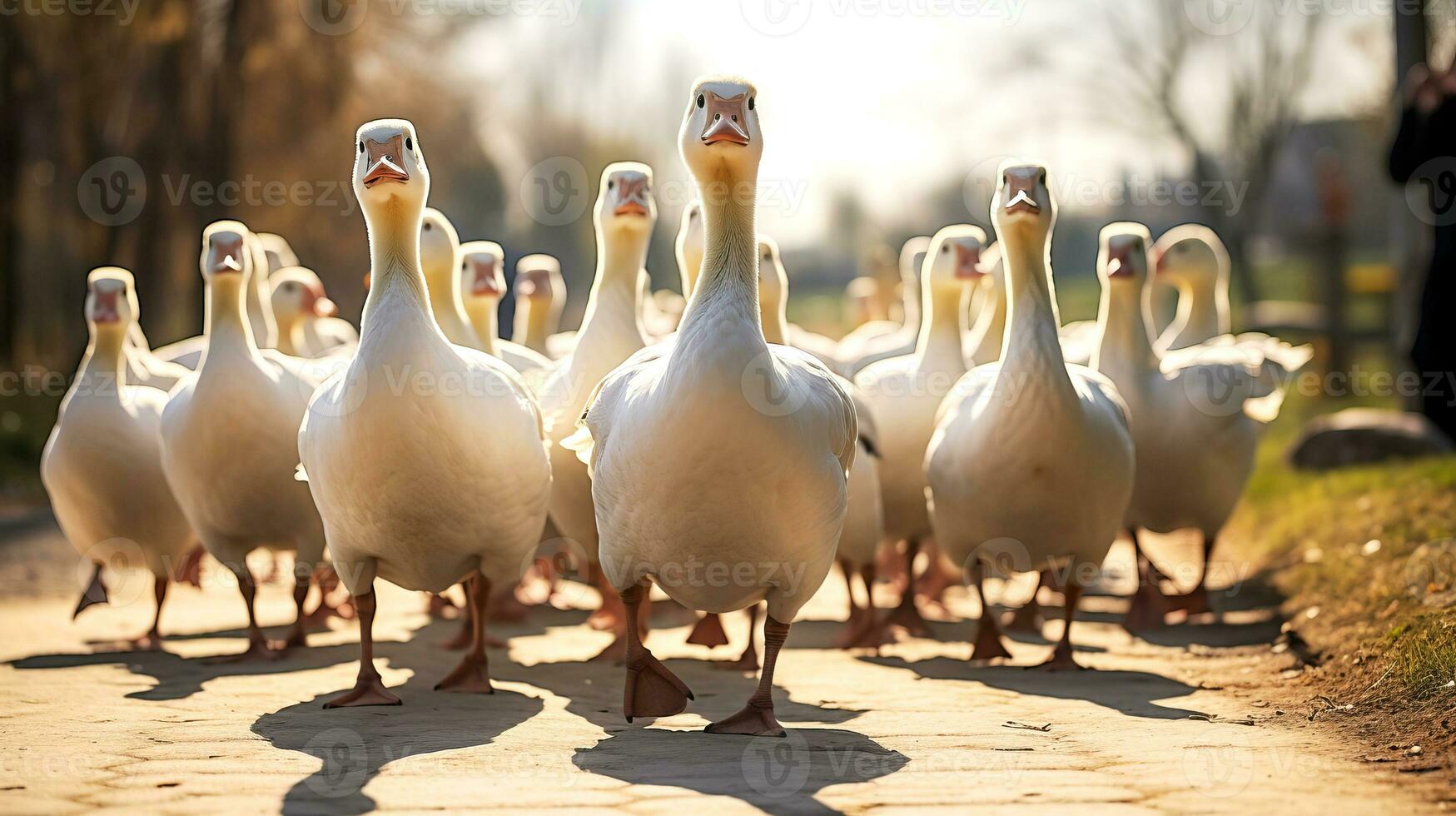 Close-up of domestic geese walking along a village street towards a pond. photo