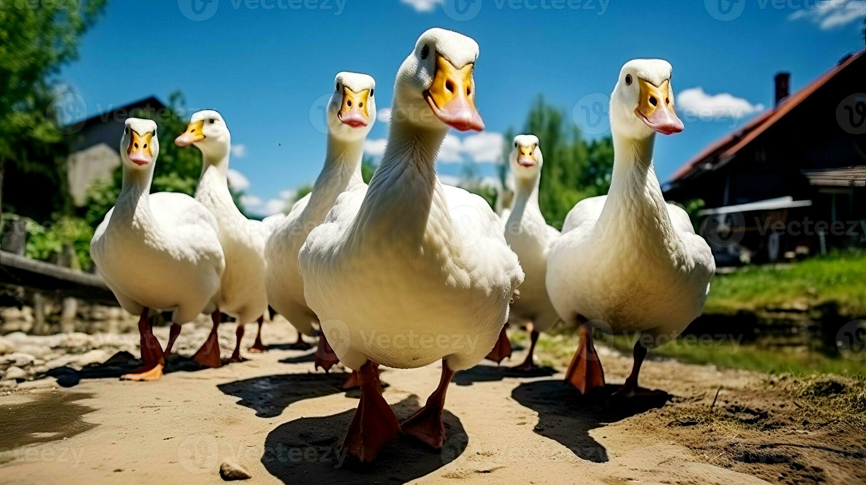 Close-up of domestic geese walking along a village street towards a pond. photo