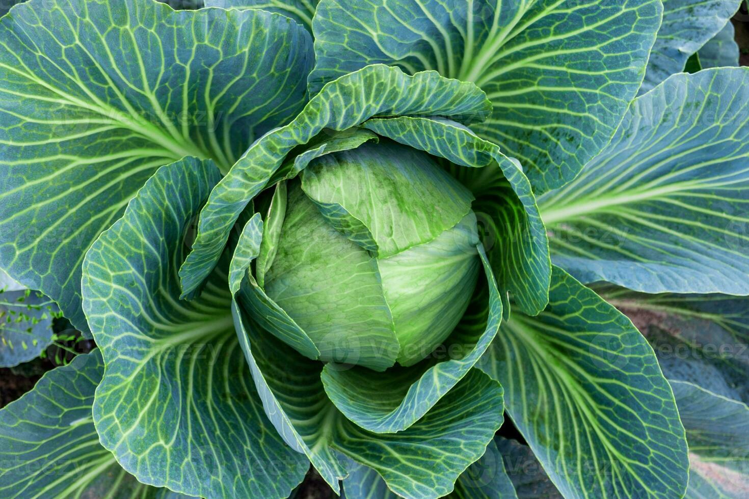 A ripe head of white cabbage in the garden. photo