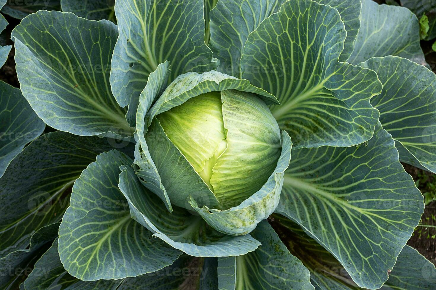 A ripe head of white cabbage in the garden. photo