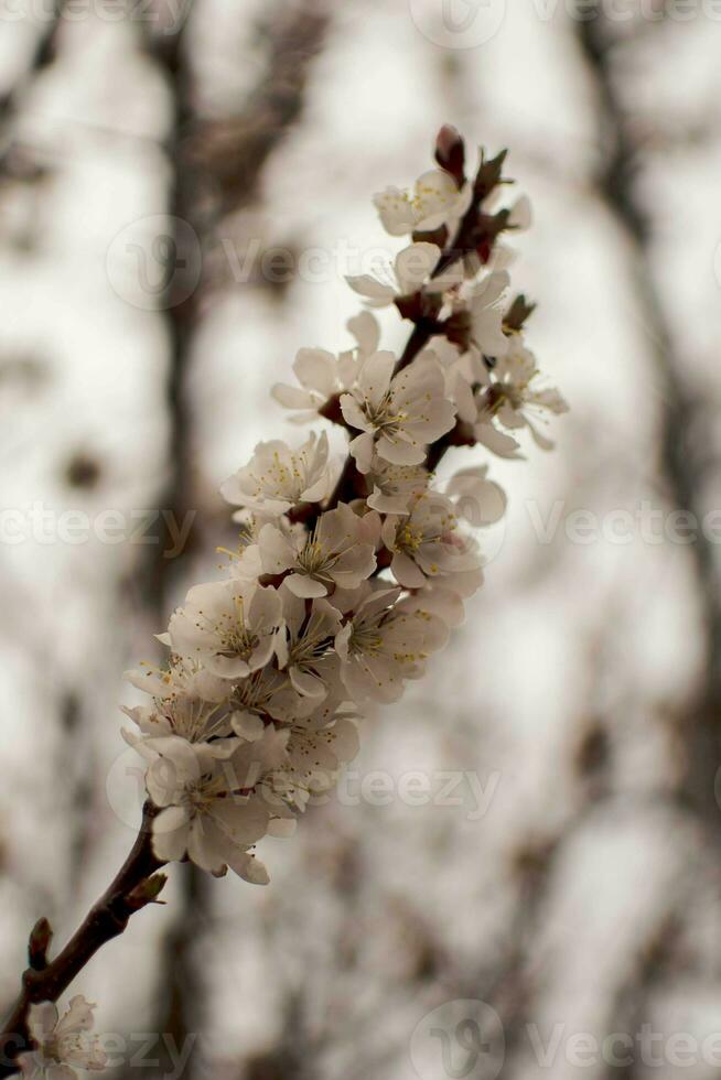 Blooming apple tree branch in spring on a blurred background. photo