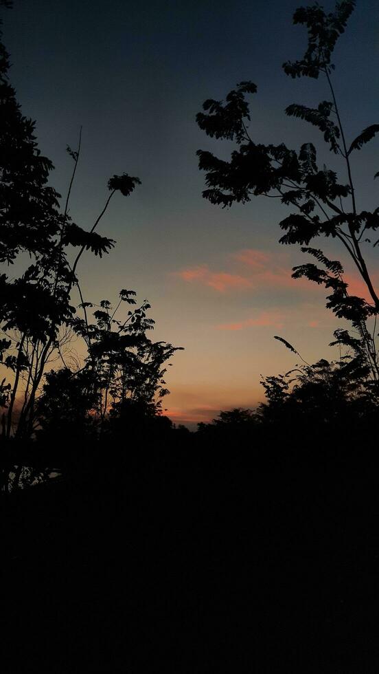 sunset silhouette in the forest photo