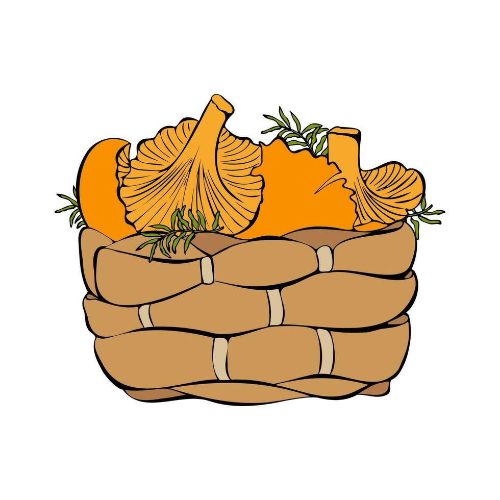 Basket with chanterelle mushrooms, colors hand drawn  sketch. vector