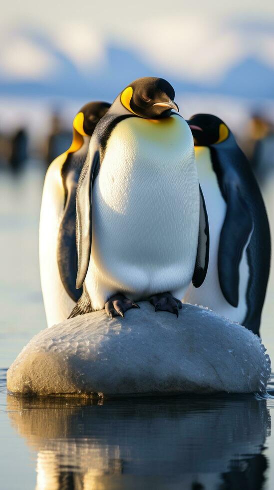 penguins waddling on ice floe photo