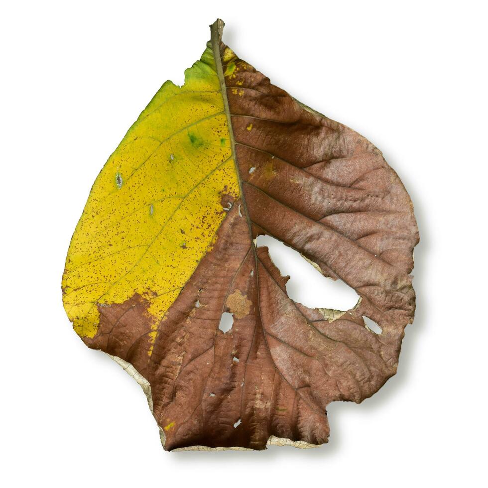 Dead dry leave in autumn season on white background photo