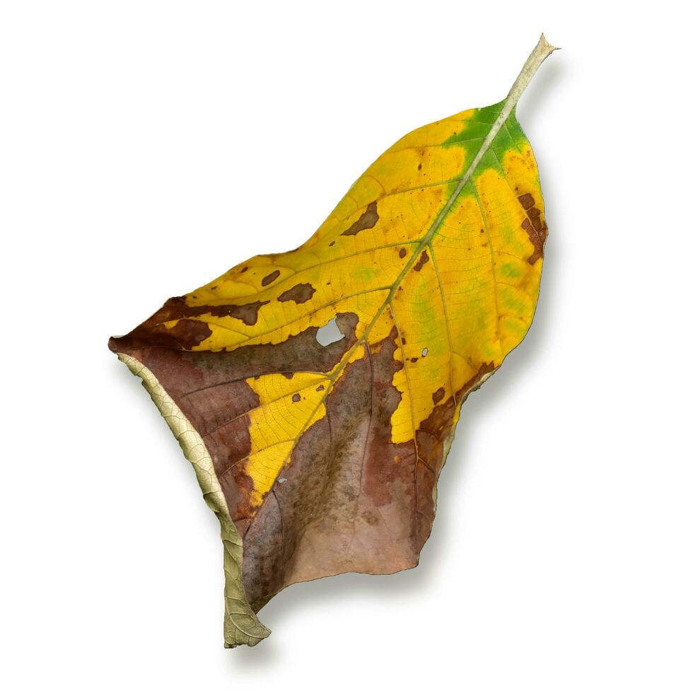 Dead dry leave in autumn season on white background photo