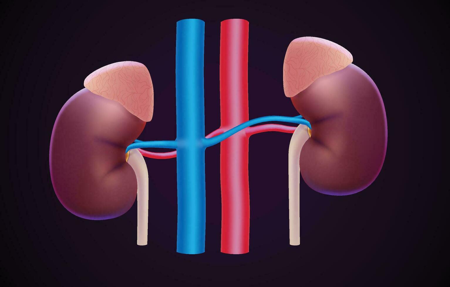 3D illustration of two human kidneys next to arteries and veins on a dark background. vector