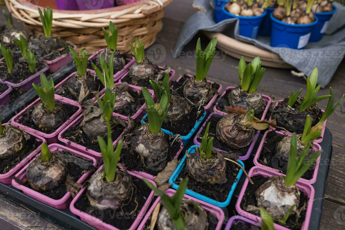 Bulbs and fresh sprouts of hyacinth flowers in plastic containers of different colors in flower shop. Buying spring plants for planting flowers in pots indoor or for flower bed. Soft, selective focus photo