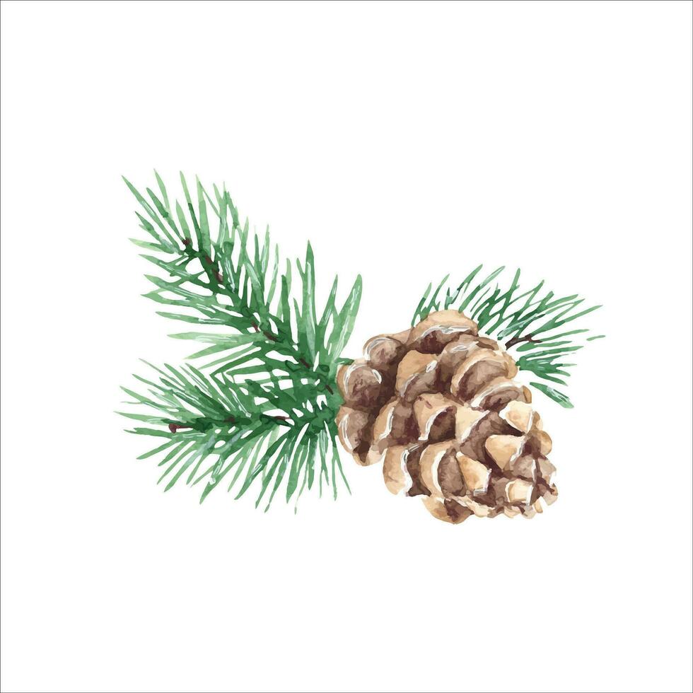 Forest pine branches with cone. Watercolor hand painted illustration on white background. For design, print or decoration. vector
