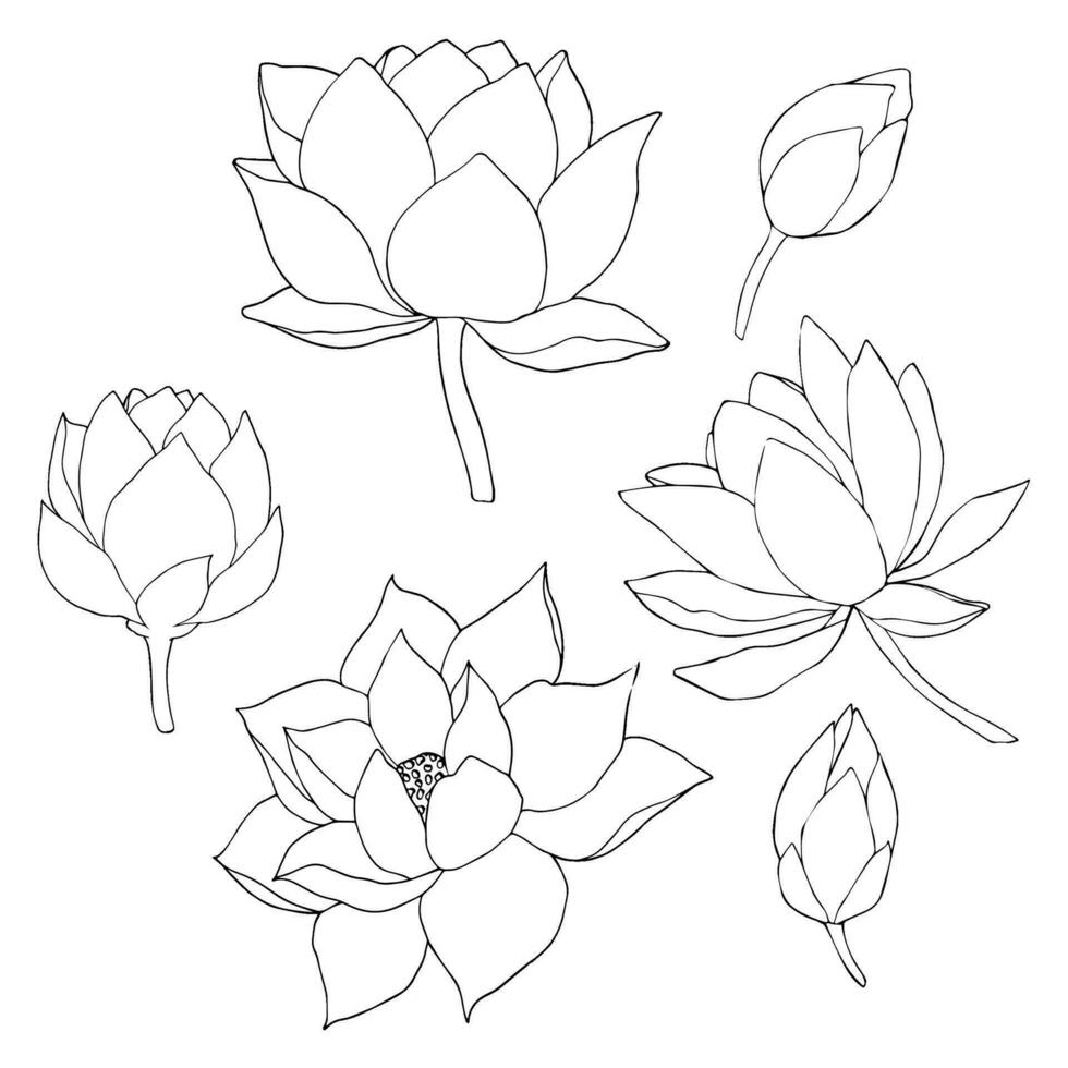 Set of vector hand drawn lotus flowers and buds, huge leaves, black line art illustration. Outline floral drawing for logo, tattoo, packaging design, compositions. Water Lily botanical vector design
