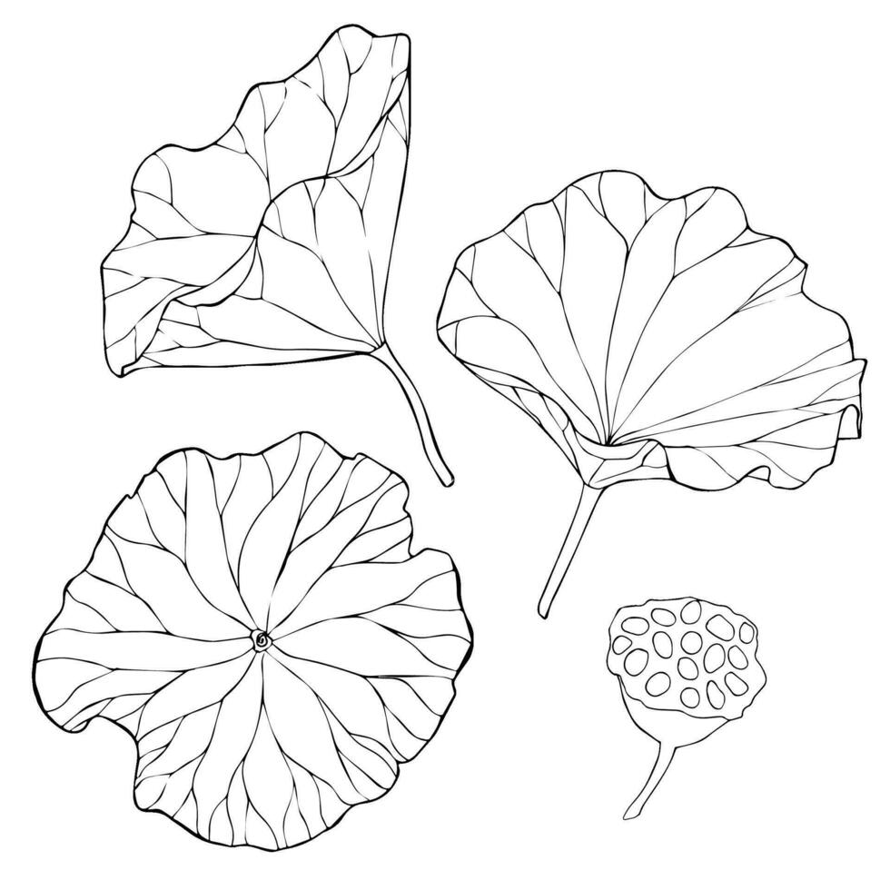 Set of vector hand drawn lotus flowers and buds, huge leaves, black line art illustration. Outline floral drawing for logo, tattoo, packaging design, compositions. Water Lily botanical vector design