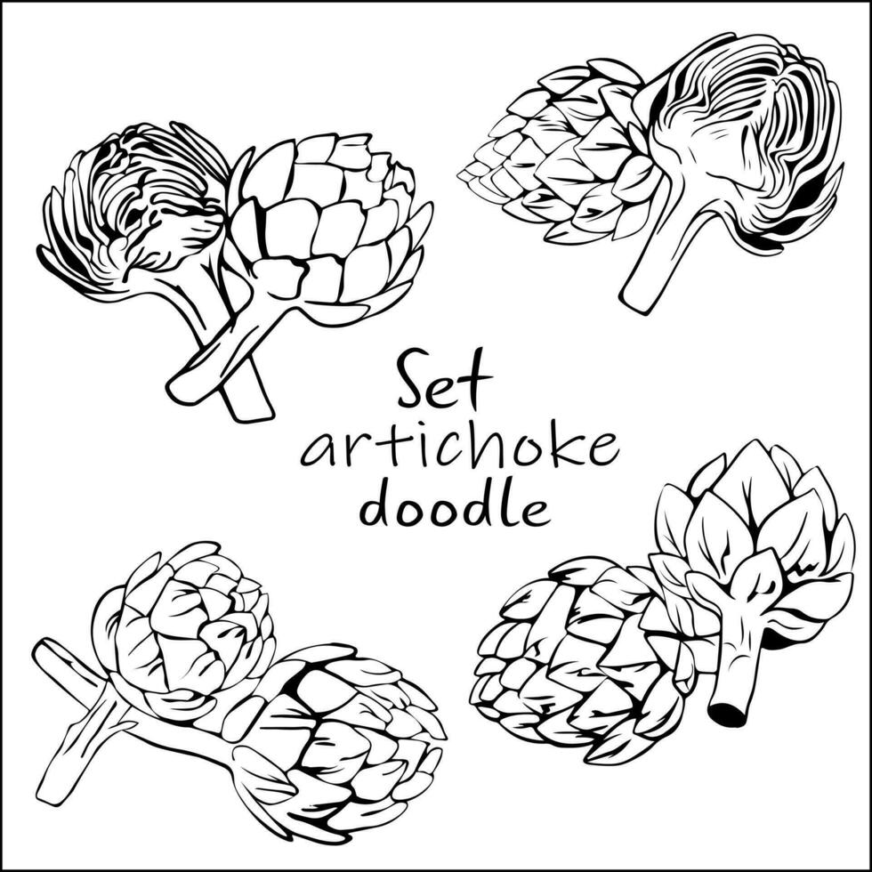 Set of edible cut artichoke buds with petals in style of sketch, doodle. Artichoke collection botanical line art drawn. Healthy food for gourmets. vector