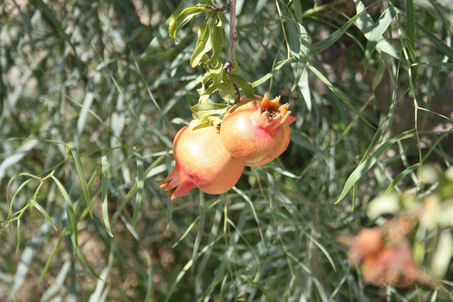 ripe pomegranate with good weather photo