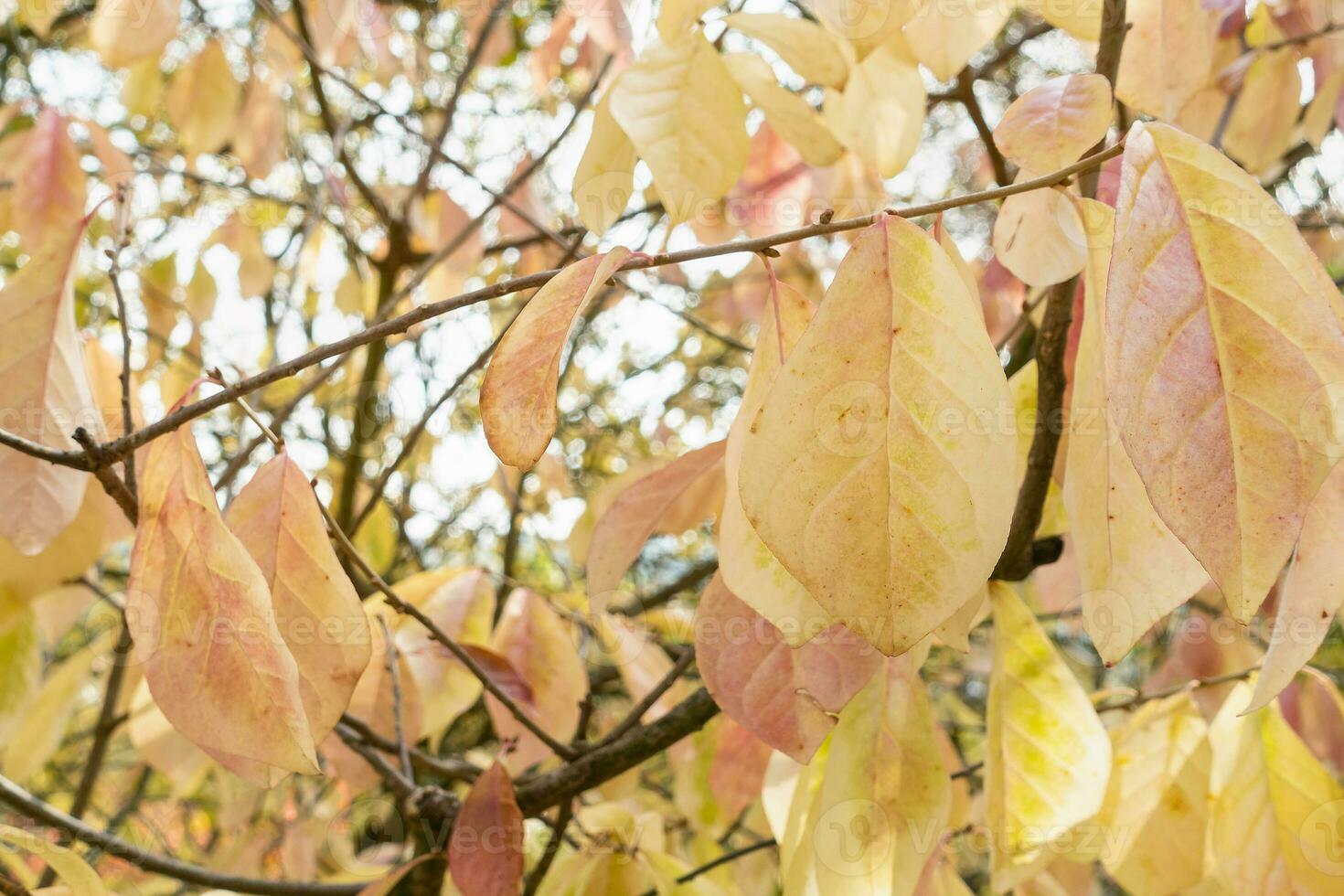 Autumn leaves on a tree in a park. Yellow, red and orange colors. Branch against blurred sky. Fall in nature and weather concept. Closeup, selective focus photo