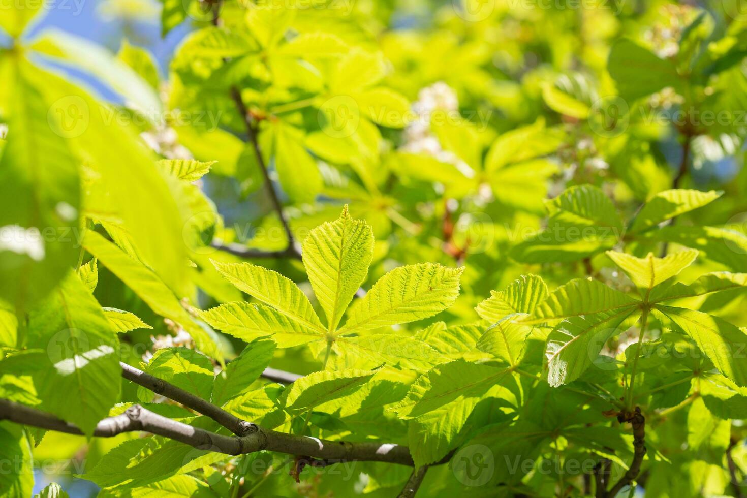 Blooming white horse chestnut tree branch with fresh green leaves against blue sky, blurred background. Spring season, sunny day. Closeup, selective focus, copy space photo