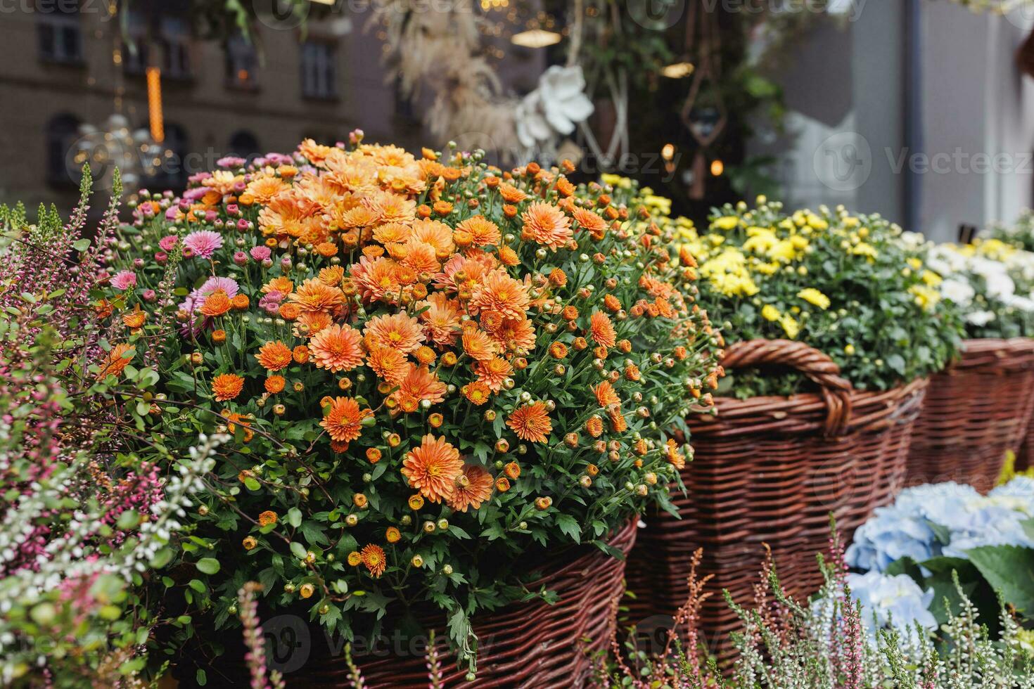 Heather, chrysanthemum, hydrangea and other autumn flowers in pots in flower shop. Halloween and Thanksgiving fall season decoration with flowers in trendy rattan baskets photo