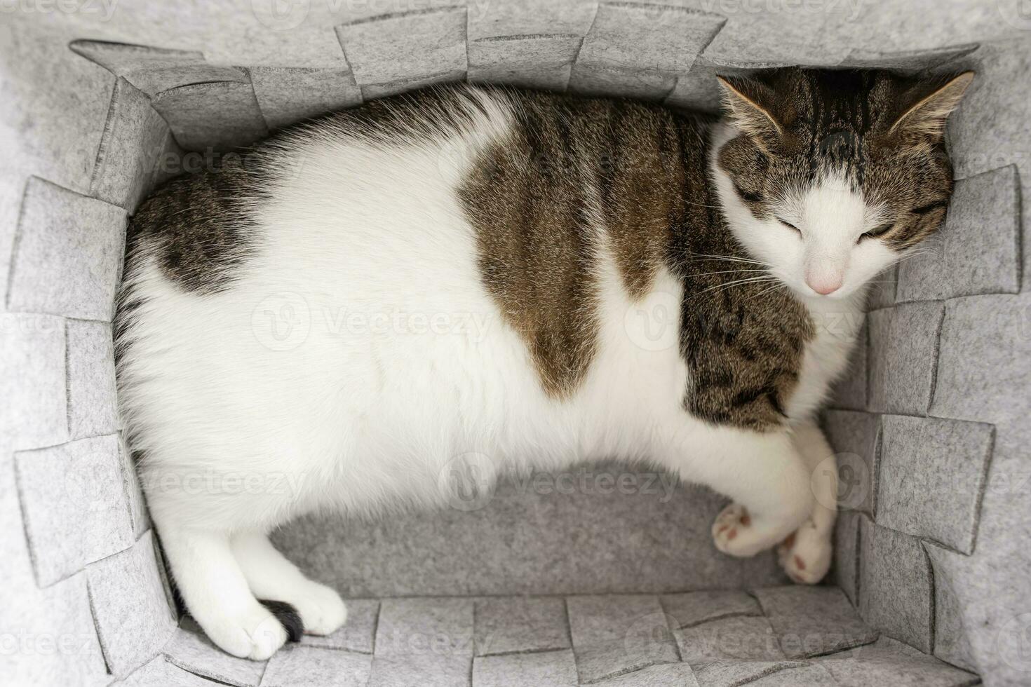 Cute fat domestic cat sleeping in cozy gray felt storage basket, fall or winter season photo