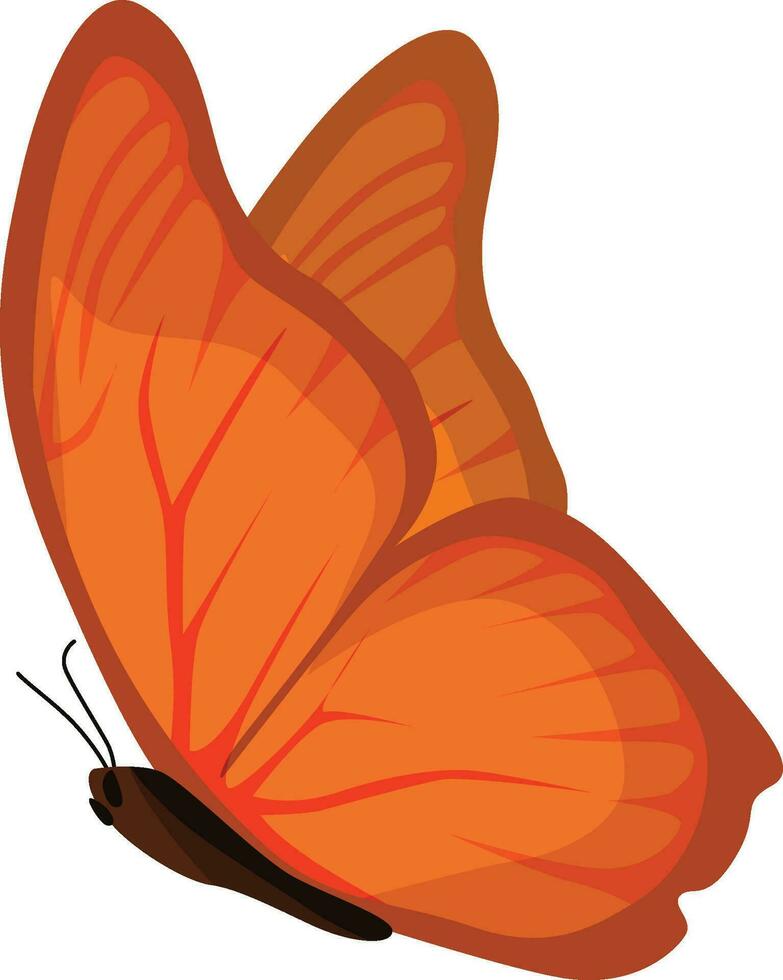 Orange butterfly, white background, vector