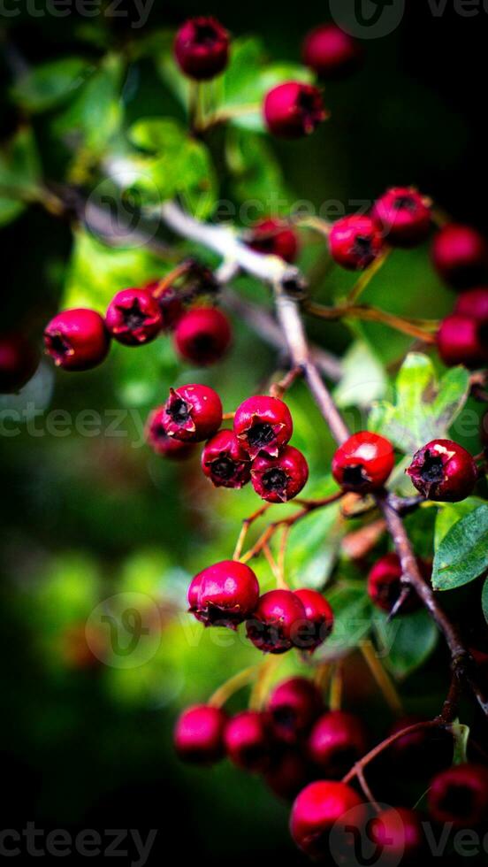 Macro Closeup of Ripe Hawthorn Berries in Autumn photo