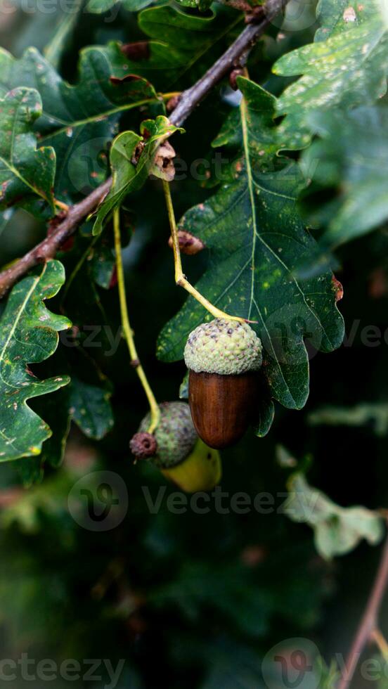 detallado macro Disparo de europeo roble hoja y bellota foto